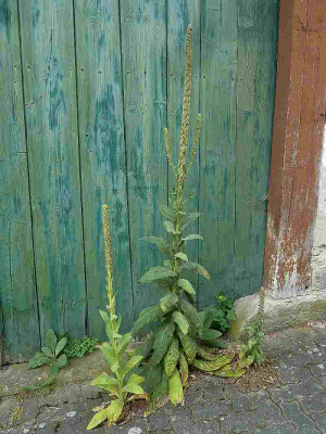 Verbascum__P10807001.jpg