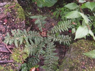 Polystichum_ganz_800x600.jpg