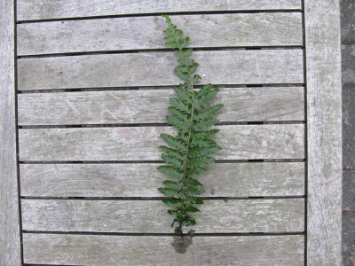 Polystichumwedel_800x600.jpg