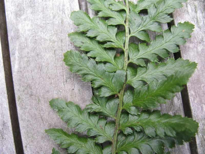 Polystichum_Fiederung_800x600.jpg