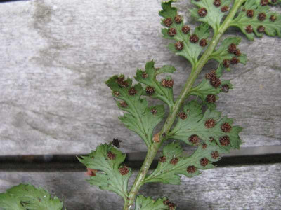 Polystichum_Sporenlager_800x600.jpg