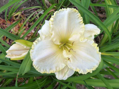 GT11-OP3b2_Tropical_Snowflake_X_See_Me_Feel_Me_Touch_Me_P10807061.jpg