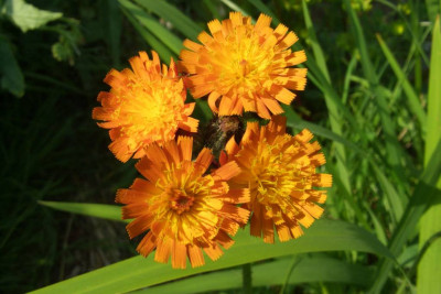 Hieracium_x_rubrum.jpg