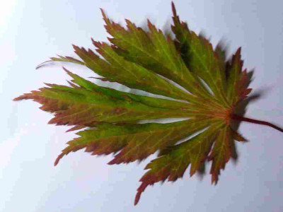 acer-unbekannt.jpg