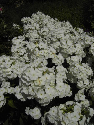 PICT8412-002.JPG