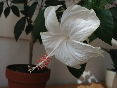 dainty-white_20130730_zg.jpg