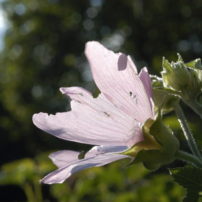 malve_schaden_12404.jpg
