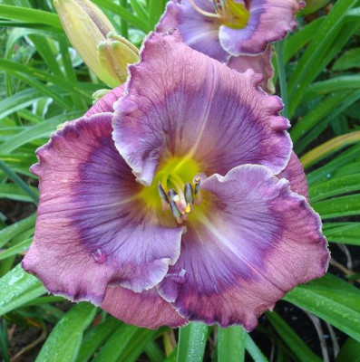 k-Texas_Blue_Eyes2013.JPG