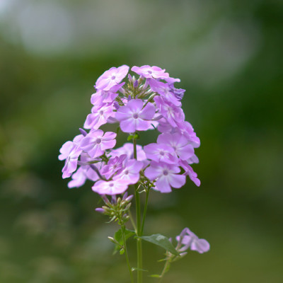 Violetta-Gloriosa-Kind-Jul3013-2.jpg