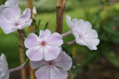 Apple_Blossom.jpg