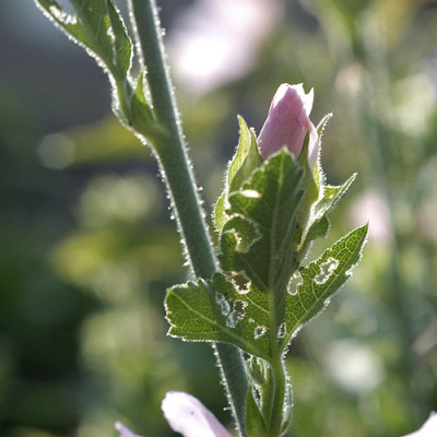 malve_schaden_12406.jpg