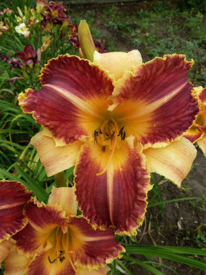 GT11-OP1d_Dragon_Fang__X_Venus_Fly_Trap_P10807441.jpg