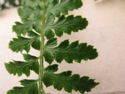 Fiederdetail_800x600.jpg