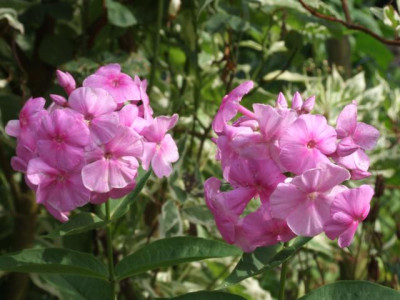 DSCF1157.JPG