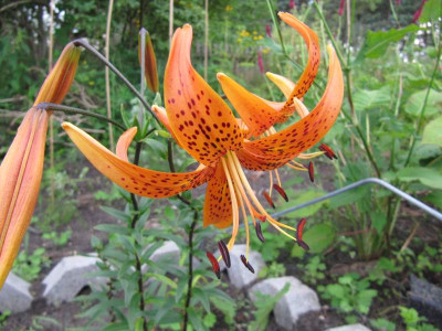 Samling_Citronella_x__Edenfire_130731.jpg