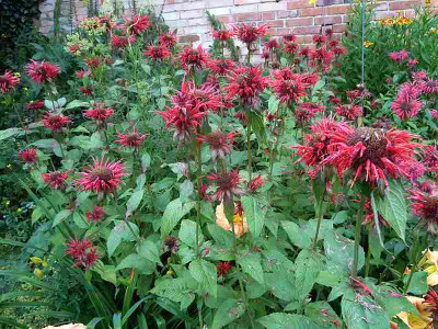 Monarda_dydima_Cambrisge_Scarlet_P10807881.jpg