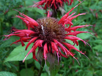 Monarda_dydima_Cambrisge_Scarlet_P10807891.jpg