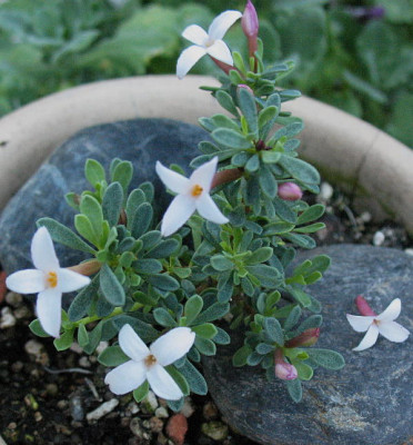 Daphne_jasminea__Delphi_Form__..._1.8.13._004.jpg