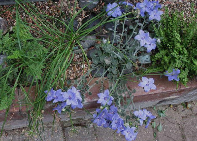 Campanula_fragilis_..._29.7.13._040.jpg