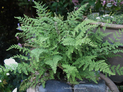 Cheilanthes_jamaicensis_..._1.8.13._007.jpg