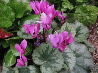 Cyclamen_purpurascens_..._29.7.13._009.jpg