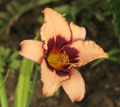 saemling_callis_C41_2165.jpg