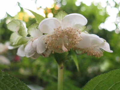 Deinanthe_bifida_wei_800x600.jpg