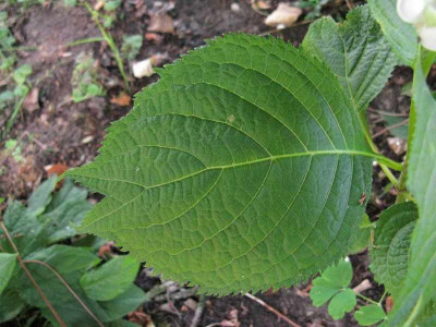 Deinanthe_Blatt_800x600.jpg