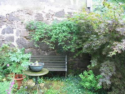 Jasminum_officinale_Hortu.jpg