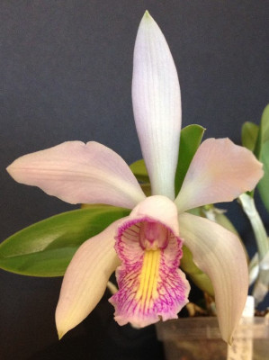 Cattleya_forb._x_C._nobilior_08-2013_900x900_80KB.jpg