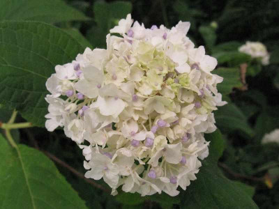 Hydrangea_involucrata_Sterilis_800x600.jpg