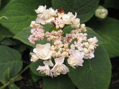 Hydrangea_involucrata_Hortensis_800x600.jpg