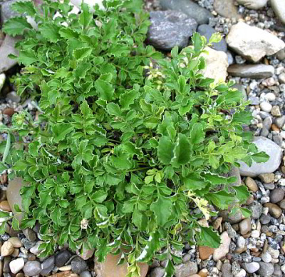 IMG_0804_eCentaurea_simplicicaulis.JPG