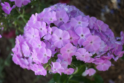 Hortensia.jpg