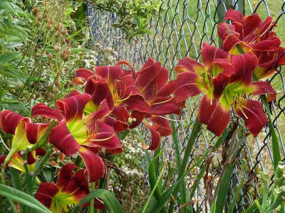 Red_Boomerang_P10809071.jpg
