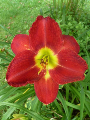 Forever_Red_P10809041.jpg