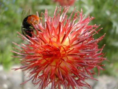 Centaurea_Phoenix_Bronze111.jpg