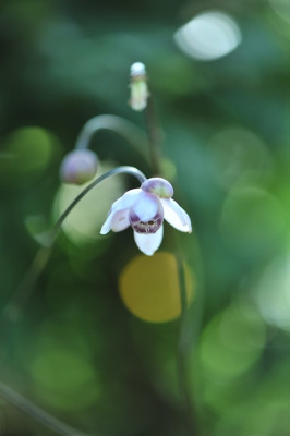 Anemonopsis_macrophylla_08.jpg