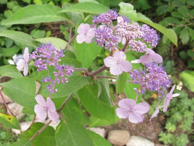 Hydrangea_aspera_The_Ditch.jpg