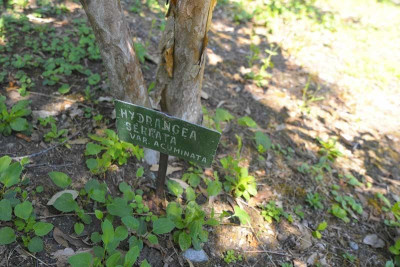 schild-H.-serr.-acum..jpg