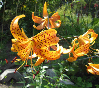 Samling_Citronella_x_Eden_Fire_130803.jpg