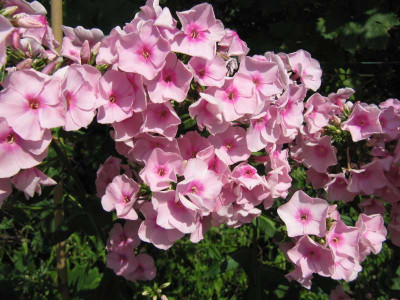rosa_Phlox_130803.jpg