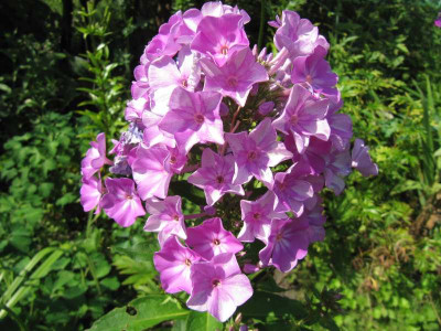 Phlox_Edens_Smile_130803.jpg