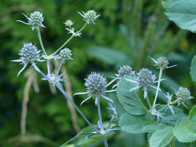eryngium_planum_2013-08-01k.jpg