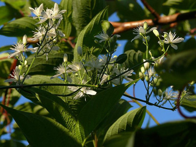clematis_flammula_b0108132.jpg