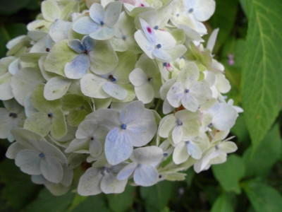 blue_bride_2012.jpg