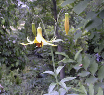 Lilium_canadenseRimg0707.JPG