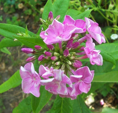 Aug_042_rosa_Phloxsamling.jpg