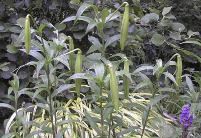 Lilium_nepalenseRimg0714.JPG