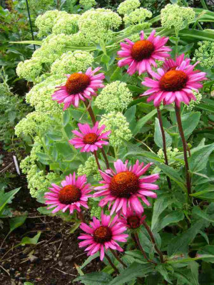 Echinacea-FatalAttraction-13-2a.jpg